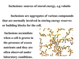 Inclusions: sources of stored energy, e,g volutin
Inclusions are aggregates of various compounds
that are normally involved in storing energy reserves
or building blocks for the cell.
Inclusions accumilate
when a cell is grown in
the presence of excess
nutrients and they are
often observed under
laboratory conditions.
 
