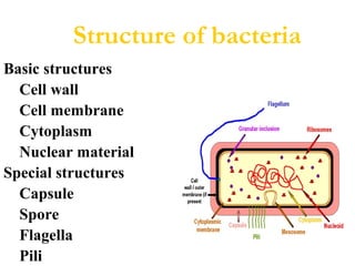 Basic structures
Cell wall
Cell membrane
Cytoplasm
Nuclear material
Special structures
Capsule
Spore
Flagella
Pili
Structure of bacteria
 