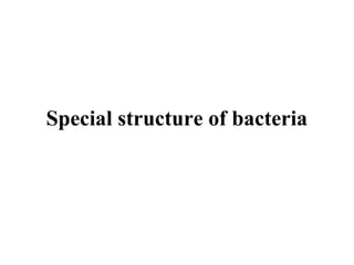 Special structure of bacteria
 