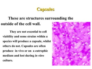 CapsulesCapsules
These are structures surrounding the
outside of the cell wall.
They are not essential to cell
viability and some strains within a
species will produce a capsule, whilst
others do not. Capsules are often
produce in vivo or on a eutrophic
medium and lost during in vitro
culture.
 