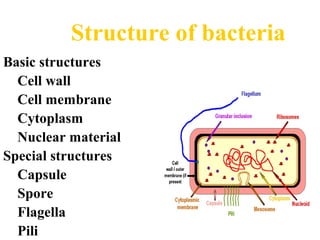 Basic structures
Cell wall
Cell membrane
Cytoplasm
Nuclear material
Special structures
Capsule
Spore
Flagella
Pili
Structure of bacteria
 