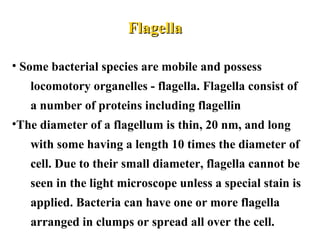 FlagellaFlagella
• Some bacterial species are mobile and possess
locomotory organelles - flagella. Flagella consist of
a number of proteins including flagellin
•The diameter of a flagellum is thin, 20 nm, and long
with some having a length 10 times the diameter of
cell. Due to their small diameter, flagella cannot be
seen in the light microscope unless a special stain is
applied. Bacteria can have one or more flagella
arranged in clumps or spread all over the cell.
 
