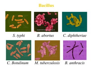 Bacillus
S. typhi B. abortus C. diphtheriae
C. Botulinum M. tuberculosis B. anthracis
 