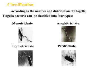 Classification
According to the number and distribution of Flagella,Flagella,
Flagella bacteria canFlagella bacteria can be classified into four types:
Monotrichate
Lophotrichate
Amphitrichate
Peritrichate
 