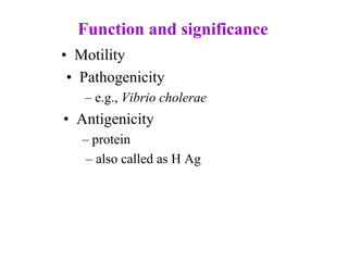 •  Motility 
•  Pathogenicity 
– e.g., Vibrio cholerae 
•  Antigenicity 
– protein 
– also called as H Ag
Function and significance
 