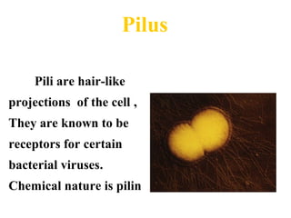 Pili are hair-like
projections of the cell ,
They are known to be
receptors for certain
bacterial viruses.
Chemical nature is pilin
Pilus
 