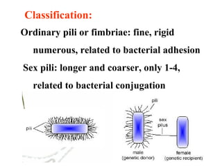 Classification:
Ordinary pili or fimbriae: fine, rigid
numerous, related to bacterial adhesion
Sex pili: longer and coarser, only 1-4,
related to bacterial conjugation
 