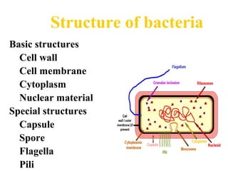 Basic structures
Cell wall
Cell membrane
Cytoplasm
Nuclear material
Special structures
Capsule
Spore
Flagella
Pili
Structure of bacteria
 