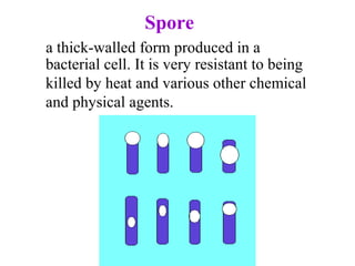 a thick­walled form produced in a 
bacterial cell. It is very resistant to being 
killed by heat and various other chemical 
and physical agents.
Spore
 