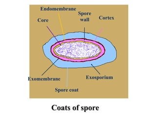 Coats of sporeCoats of spore
Spore coat
Exosporium
Spore
wallCore Cortex
Endomembrane
Exomembrane
 