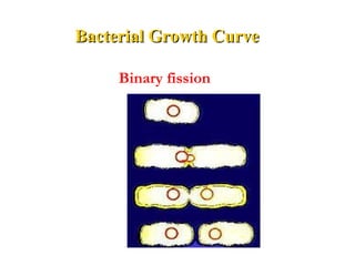Proliferative way: Binary fission
Bacterial Growth Curve Bacterial Growth Curve 
 