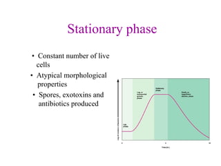 Stationary phase 
•  Constant number of live 
cells 
•  Atypical morphological 
properties 
•  Spores, exotoxins and 
antibiotics produced
 