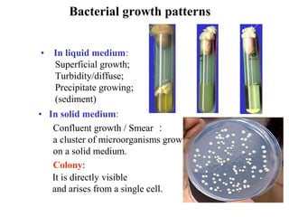 Bacterial growth patterns 
•    In liquid medium: 
Superficial growth; 
Turbidity/diffuse; 
Precipitate growing; 
(sediment) 
•   In solid medium: 
Confluent growth / Smear ：
a cluster of microorganisms growing 
on a solid medium. 
Colony: 
It is directly visible 
and arises from a single cell.
 