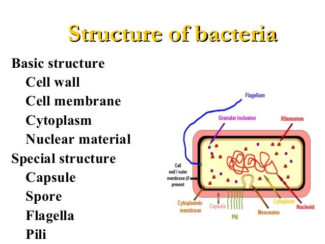 1 basic characters of bacteria