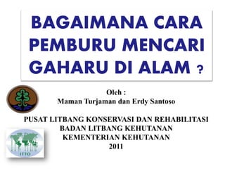 BAGAIMANA CARA
 PEMBURU MENCARI
 GAHARU DI ALAM ?
                   Oleh :
       Maman Turjaman dan Erdy Santoso

PUSAT LITBANG KONSERVASI DAN REHABILITASI
        BADAN LITBANG KEHUTANAN
         KEMENTERIAN KEHUTANAN
                   2011
 