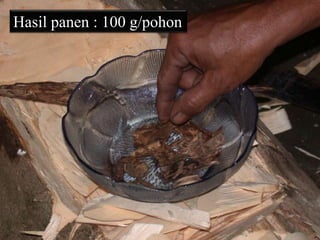 Hasil panen : 100 g/pohon
 