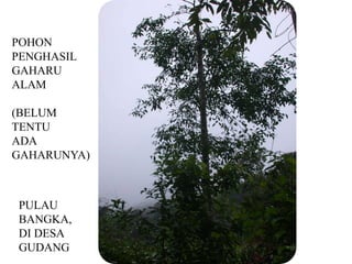 POHON
PENGHASIL
GAHARU
ALAM

(BELUM
TENTU
ADA
GAHARUNYA)



PULAU
BANGKA,
DI DESA
GUDANG
 