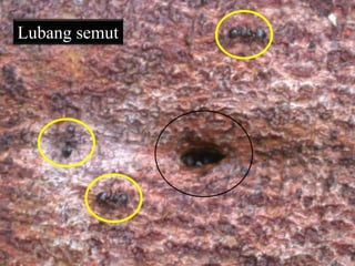 Lubang semut
 