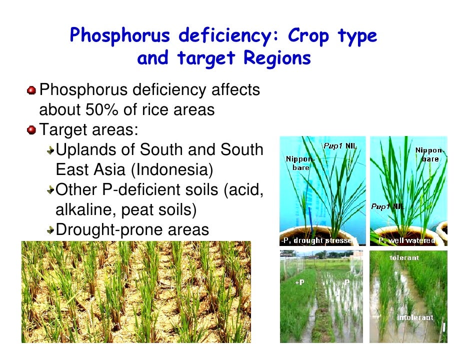 Gene discovery for rice tolerance to saline and phosphorusdeficient