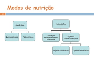 Modos de nutrição Autotrófico Quimiossíntese Fotossíntese Heterotrófico Absorção Geralmente digestão extracorporal Ingestão Digestão intracorporal Digestão intracelular Digestão extracelular 