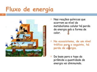Fluxo de energia Nas reações químicas que ocorrem ao nível do metabolismo celular há perda de energia sob a forma de calor. No ecossistema, de um nível trófico para o seguinte, há perda de energia. Da base para o topo da pirâmide a quantidade de energia vai diminuindo. 