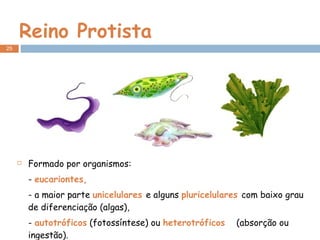 Reino Protista Formado por organismos: -  eucariontes, - a maior parte  unicelulares  e alguns  pluricelulares  com baixo grau de diferenciação (algas), -  autotróficos  (fotossíntese) ou  heterotróficos  (absorção ou ingestão). 