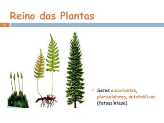 Reino das Plantas Seres  eucariontes ,  pluricelulares ,  autotróficos  (fotossíntese). 