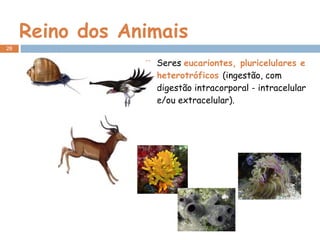 Reino dos Animais Seres  eucariontes, pluricelulares e heterotróficos  (ingestão, com digestão intracorporal - intracelular e/ou extracelular). 