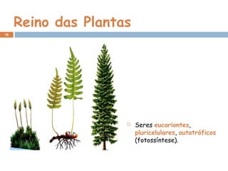 Reino das Plantas
 Seres eucariontes,
pluricelulares, autotróficos
(fotossíntese).
18
 
