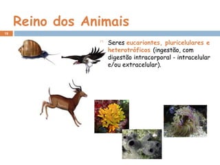 Reino dos Animais
 Seres eucariontes, pluricelulares e
heterotróficos (ingestão, com
digestão intracorporal - intracelular
e/ou extracelular).
19
 
