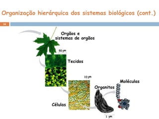 Organização hierárquica dos sistemas biológicos (cont.)
24
 