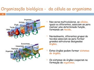 Organização biológica - da célula ao organismo
 Nos seres multicelulares, as células,
iguais ou diferentes, associam-se para
realizar uma determinada função,
formando um tecido.
 Normalmente, diferentes grupos de
tecidos associam-se para formar
grandes estruturas designadas
órgãos.
 Estes órgãos podem formar sistemas
de órgãos.
 Os sistemas de órgãos cooperam na
formação de organismos.
26
 