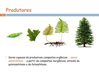 Produtores
 Seres capazes de produzirem compostos orgânicos – seres
autotróficos - a partir de compostos inorgânicos, através da
quimiossíntese e da fotossíntese.
34
 