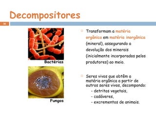 Decompositores
 Transformam a matéria
orgânica em matéria inorgânica
(mineral), assegurando a
devolução dos minerais
(inicialmente incorporados pelos
produtores) ao meio.
 Seres vivos que obtêm a
matéria orgânica a partir de
outros seres vivos, decompondo:
- detritos vegetais,
- cadáveres,
- excrementos de animais.
36
 