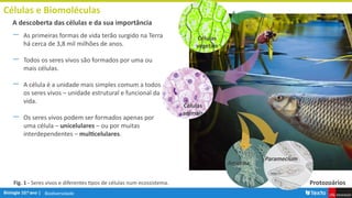 Biodiversidade
Células e Biomoléculas
― As primeiras formas de vida terão surgido na Terra
há cerca de 3,8 mil milhões de anos.
― Todos os seres vivos são formados por uma ou
mais células.
― A célula é a unidade mais simples comum a todos
os seres vivos – unidade estrutural e funcional da
vida.
― Os seres vivos podem ser formados apenas por
uma célula – unicelulares – ou por muitas
interdependentes – multicelulares.
A descoberta das células e da sua importância
Células
vegetais
Protozoários
Fig. 1 - Seres vivos e diferentes tipos de células num ecossistema.
Amoeba
Paramecium
Células
animais
 