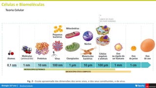Biodiversidade
Células e Biomoléculas
Teoria Celular
Fig. 2 - Escala aproximada das dimensões dos seres vivos, e dos seus constituintes, e de vírus.
 