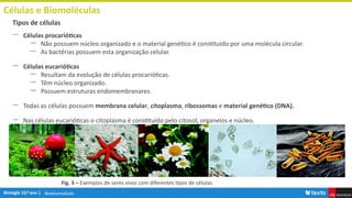 Biodiversidade
― Células procarióticas
― Não possuem núcleo organizado e o material genético é constituído por uma molécula circular.
― As bactérias possuem esta organização celular.
― Células eucarióticas
― Resultam da evolução de células procarióticas.
― Têm núcleo organizado.
― Possuem estruturas endomembranares.
― Todas as células possuem membrana celular, citoplasma, ribossomas e material genético (DNA).
― Nas células eucarióticas o citoplasma é constituído pelo citosol, organelos e núcleo.
Células e Biomoléculas
Tipos de células
Fig. 3 – Exemplos de seres vivos com diferentes tipos de células.
 