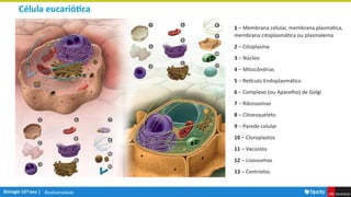 Biodiversidade
1 – Membrana celular, membrana plasmática,
membrana citoplasmática ou plasmalema
2 – Citoplasma
3 – Núcleo
4 – Mitocôndrias
5 – Retículo Endoplasmático
6 – Complexo (ou Aparelho) de Golgi
7 – Ribossomas
8 – Citoesqueleto
9 – Parede celular
10 – Cloroplastos
11 – Vacúolos
12 – Lisossomas
13 – Centríolos
Célula eucariótica
 
