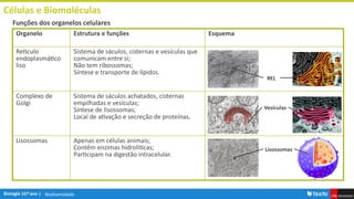 Biodiversidade
Células e Biomoléculas
Funções dos organelos celulares
Organelo Estrutura e funções Esquema
Reticulo
endoplasmático
liso
Sistema de sáculos, cisternas e vesículas que
comunicam entre si;
Não tem ribossomas;
Síntese e transporte de lípidos.
Complexo de
Golgi
Sistema de sáculos achatados, cisternas
empilhadas e vesículas;
Síntese de lisossomas;
Local de ativação e secreção de proteínas.
Lisossomas Apenas em células animais;
Contêm enzimas hidrolíticas;
Participam na digestão intracelular.
REL
Vesículas
Lisossomas
 