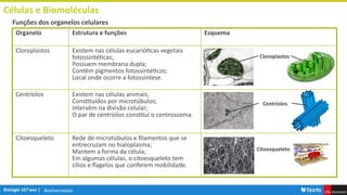 Biodiversidade
Células e Biomoléculas
Funções dos organelos celulares
Organelo Estrutura e funções Esquema
Cloroplastos Existem nas células eucarióticas vegetais
fotossintéticas;
Possuem membrana dupla;
Contêm pigmentos fotossintéticos;
Local onde ocorre a fotossíntese.
Centríolos Existem nas células animais;
Constituídos por microtúbulos;
Intervêm na divisão celular;
O par de centríolos constitui o centrossoma.
Citoesqueleto Rede de microtúbulos e filamentos que se
entrecruzam no hialoplasma;
Mantem a forma da célula;
Em algumas células, o citoesqueleto tem
cílios e flagelos que conferem mobilidade.
Cloroplastos
Centríolos
Citoesqueleto
 
