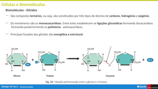 Biodiversidade
Células e Biomoléculas
― São compostos ternários, ou seja, são constituídos por três tipos de átomos de carbono, hidrogénio e oxigénio.
― Os monómeros são os monossacarídeos. Entre estes estabelecem-se ligações glicosídicas formando dissacarídeos
formando posteriormente os polímeros - polissacarídeos.
― Principais funções dos glícidos são energética e estrutural.
Biomoléculas - Glícidos
Fig. 10 – Reação polimerização entre a glicose e a frutose.
 