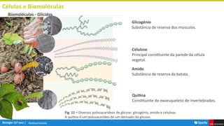 Biodiversidade
Células e Biomoléculas
Biomoléculas - Glícidos
Glicogénio
Substância de reserva dos músculos.
Celulose
Principal constituinte da parede da célula
vegetal.
Amido
Substância de reserva da batata.
Quitina
Constituinte do exoesqueleto de invertebrados.
Fig. 11 – Diversos polissacarídeos de glicose: glicogénio, amido e celulose.
A quitina é um polissacarídeo de um derivado da glicose.
 