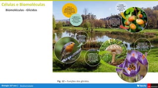 Biodiversidade
Células e Biomoléculas
Biomoléculas - Glícidos
Fig. 12 – Funções dos glícidos.
 
