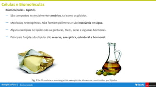 Biodiversidade
Células e Biomoléculas
― São compostos essencialmente ternários, tal como os glícidos.
― Moléculas heterogéneas. Não formam polímeros e são insolúveis em água.
― Alguns exemplos de lípidos são as gorduras, óleos, ceras e algumas hormonas.
― Principais funções dos lípidos são reserva, energética, estrutural e hormonal.
Biomoléculas - Lípidos
Fig. 13 – O azeite e a manteiga são exemplo de alimentos constituídos por lípidos.
 