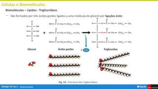 Biodiversidade
Células e Biomoléculas
― São formados por três ácidos gordos ligados a uma molécula de glicerol por ligações éster.
Biomoléculas – Lípidos - Triglicerídeos
Fig. 14 – Estrutura dos triglicerídeos.
 