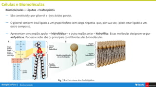 Biodiversidade
Células e Biomoléculas
― São constituídos por glicerol e dois ácidos gordos.
― O glicerol também está ligado a um grupo fosfato com carga negativa que, por sua vez, pode estar ligado a um
outro composto.
― Apresentam uma região apolar – hidrofóbica – e outra região polar – hidrofílica. Estas moléculas designam-se por
anfipáticas. Por essa razão são os principais constituintes das biomoléculas.
Biomoléculas – Lípidos - Fosfolípidos
Fig. 15 – Estrutura dos fosfolípidos.
 