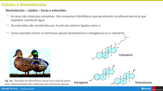 Biodiversidade
Células e Biomoléculas
― As ceras são moléculas complexas. São compostos hidrofóbicos que geralmente constituem barreiras que
impedem a perda de água.
Biomoléculas – Lípidos – Ceras e esteroides
Colesterol
Testosterona
Estrogénio
― Os esteroides são constituídos por 4 anéis de carbono ligados entre si.
― Como exemplos temos as hormonas sexuais (testosterona e estrogénios) ou o colesterol.
Fig. 16 – Exemplo do dimorfismo sexual num casal de patos-
reais. Representação das moléculas das hormonas sexuais.
 