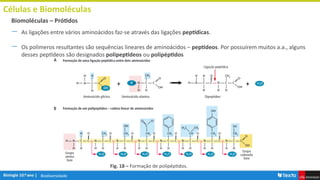 Biodiversidade
Células e Biomoléculas
― As ligações entre vários aminoácidos faz-se através das ligações peptídicas.
― Os polímeros resultantes são sequências lineares de aminoácidos – peptídeos. Por possuírem muitos a.a., alguns
desses peptídeos são designados polipeptídeos ou polipéptidos
Biomoléculas – Prótidos
Fig. 18 – Formação de polipéptidos.
 