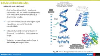 Biodiversidade
Células e Biomoléculas
― As proteínas são unidades funcionais
constituídas por um ou vários polipéptidos
com uma estrutura tridimensional que
determina a função.
― Essa estrutura resulta de uma organização
espacial que vai aumentando de
complexidade.
― Esta estrutura tridimensional é estável
dentro de certos limites de temperatura
ou pH.
― Variações nesses valores podem levar à
desnaturação das proteínas.
Biomoléculas – Prótidos
Fig. 19 – Níveis de organização estrutural de uma proteína.
 