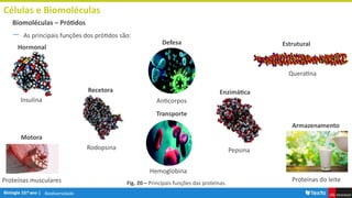 Biodiversidade
Células e Biomoléculas
― As principais funções dos prótidos são:
Biomoléculas – Prótidos
Hormonal
Transporte
Armazenamento
Defesa
Enzimática
Recetora
Estrutural
Motora
Pepsina
Queratina
Proteínas do leite
Rodopsina
Anticorpos
Insulina
Proteínas musculares
Hemoglobina
Fig. 20 – Principais funções das proteínas.
 